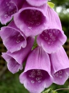 1000 PURPLE FOXGLOVE Digitalis Purpurea Flower Seeds - $7.23