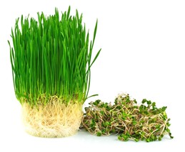 Fresh Wheatgrass Seeds; Hard Red Winter Wheat Chemical Free High Germinatio - £16.17 GBP