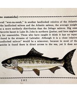 Ouananiche 1939 Fresh Water Fish Art Gordon Ertz Color Plate Print PCBG20 - $41.01 CAD