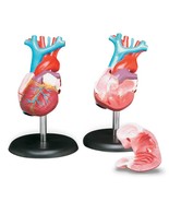 Anatomical Budget Life-Size Heart Model - £20.10 GBP