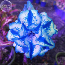 Adenium White Petals Blue Stripes Flower Bonsai Seeds 2 Seeds 6 Layer Big Blooms - $9.89