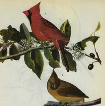 Cardinal Bird 1946 Color Art Print John James Audubon Nature Male Female... - $34.99