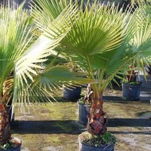 Mexican Fan Palm Seeds Washingtonia robusta 10 Seeds Fresh Seeds - $14.98