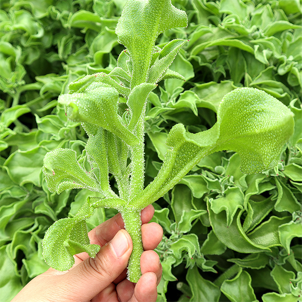 300 Seeds Crystalline Ice Plant Vegetable