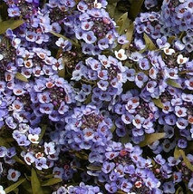 Sale 100 Seeds Wonderland Blue Alyssum Lobularia Maritima Flower  USA - £7.64 GBP