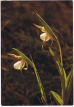 Postcard Flower Endangered Orchid Small White Ladies Slipper Ontario - £2.20 GBP