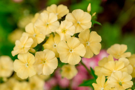 100 Seeds Yellow Beauty Phlox Heirloom Seeds Sprout Quickly Garden Elegance - $8.35