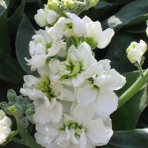 Fresh USA Seller Matthiola Incana Ten Week White Seed - $10.28