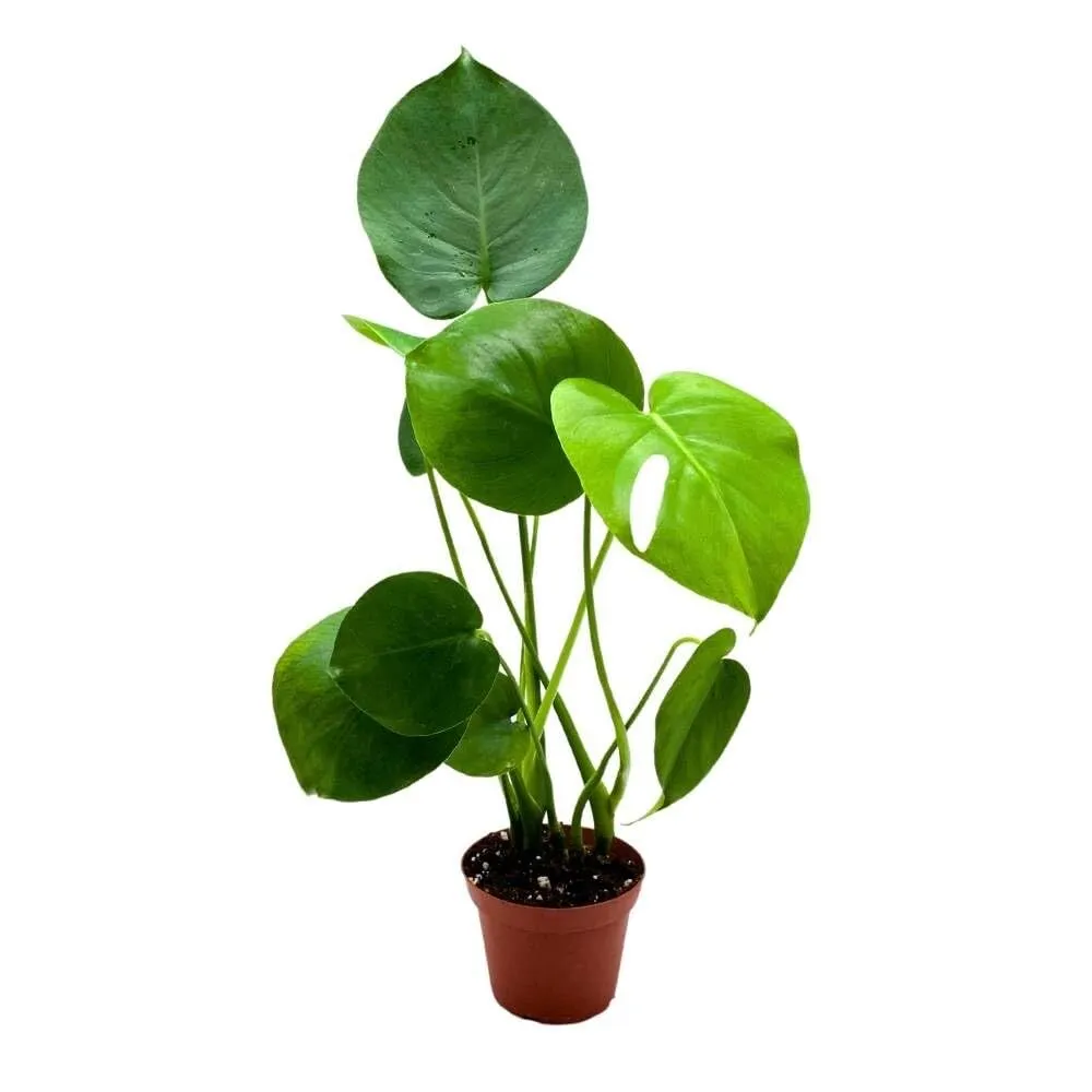 Monstera Deliciosa 4 in Split-Leaf Philo Original Swiss ineese Philodendron - £32.46 GBP