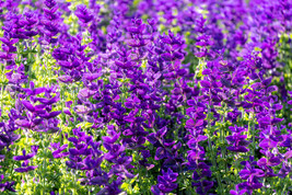 50 Blue Monday Clary Sage Salvia Viridis Horminum Herb Flower Seeds Garden Us Se - £7.96 GBP