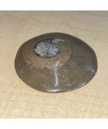 Natural Ammonite Snail Fossil Small KG JD - $17.65 CAD