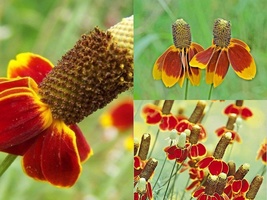 500 Flower Seeds MEXICAN HAT Perennial Native Wildflower Drought Heat Co... - £13.12 GBP