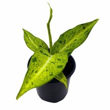 BubbleBlooms Dieffenbachia Camouflage in a 4 inch Pot Variegated Dumb Cane - £21.83 GBP