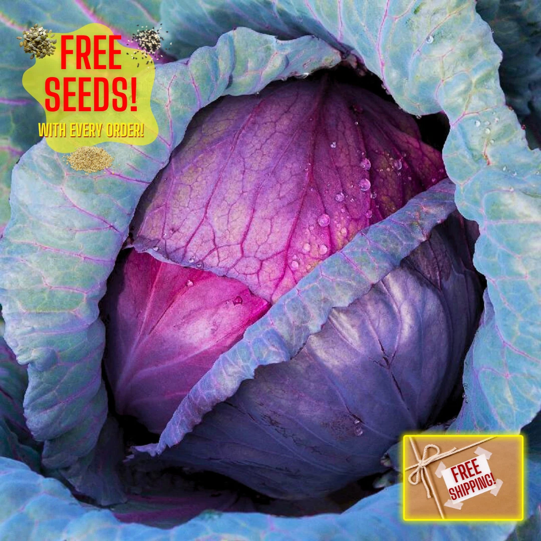 Fresh Red Acre Cabbage Seeds | Heirloom Non-GMO | Fresh Vegetable Seeds - $7.03