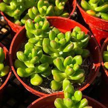 Live Succulent Plant Fresh Sedum lucidum Obesum Fully Rooted in 4&#39;&#39; Planter Pot - £23.96 GBP