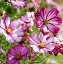 100 Seeds Cosmos Radiance Flower Cosmo Bipinnatus - £8.26 GBP