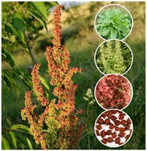 100 Organic Curly/Yellow Dock Seeds ~ Rumex crispus - £3.94 GBP