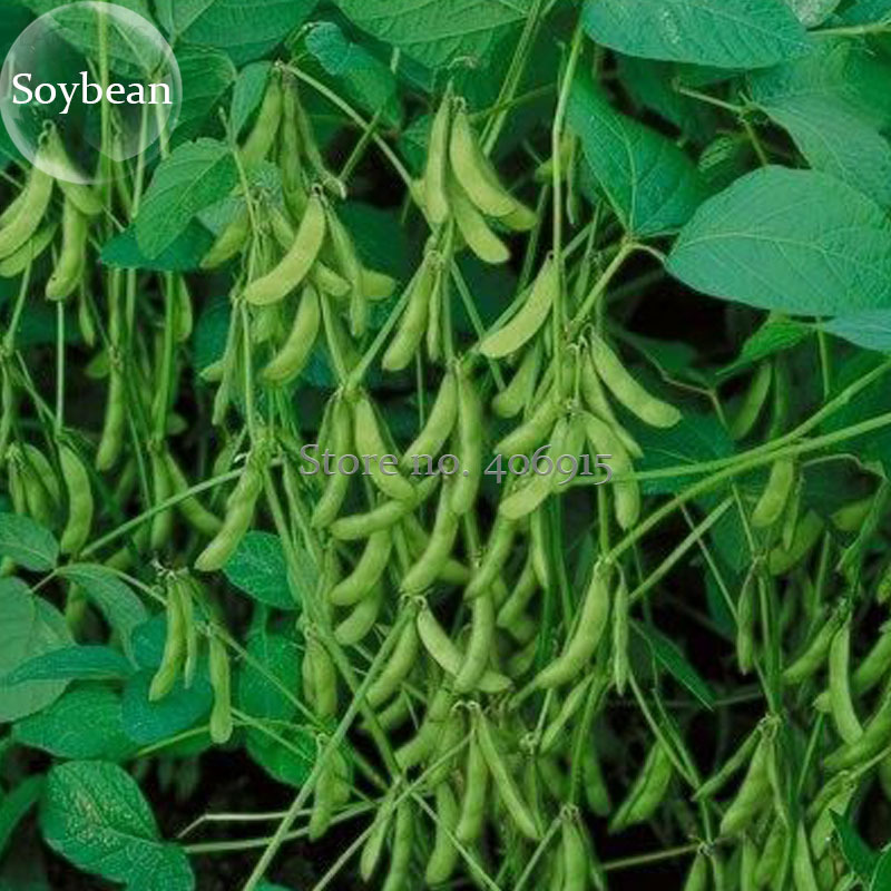 Green Organic Edamame Vegetables 10 Seeds Edible Green Soy Bean Fresh