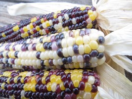 Cave Corn - Ancient corn from the dawn of agriculture in the Southwest - £4.53 GBP