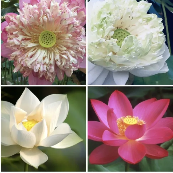 Mixed East Indian Lotus Sacred Lotus Nelumbo Nucifera 12 Seeds 2023 Usa Garden F - £15.97 GBP