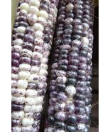 Robin's Egg Blue - a rare flour corn from the Navajo (Dine) - $5.95
