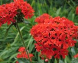 Maltese Cross Seeds 200 Seeds  Fast Shipping - $7.99