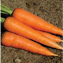 USA Seller Hercules Carrots Seeds Fast Shipping - $12.80