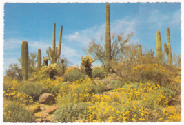 Vtg Postcard-Spring Comes to the Desert-Palo Verde CA-Petley Card-4x6~CA1 - £1.11 GBP