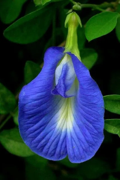 Clitoria Ternatea Single Blue Butterfly Pea 10 Seeds Garden - £19.10 GBP
