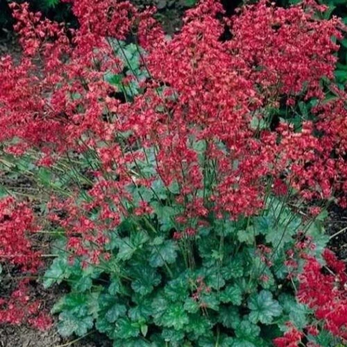 THJAR Heuchera Sanguineum, &#39;Bressingham Hybrids&#39; 35+ seeds - €3,76 EUR