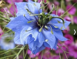 Love In The Mist Blue Flower Seeds Fresh Garden - £9.43 GBP
