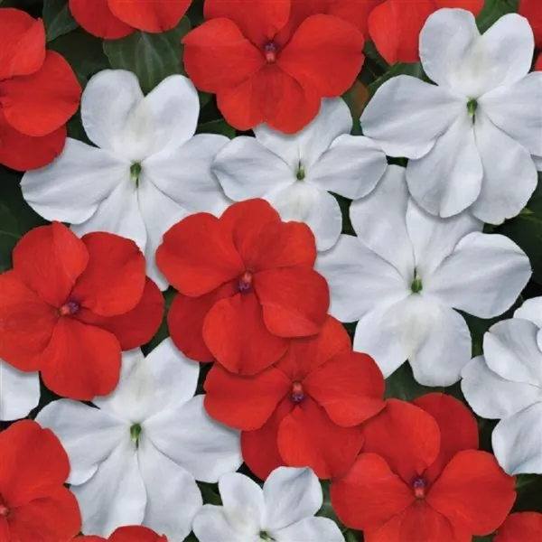 Impatiens Seeds 50 Beacon Red White Mix Walleriana - $12.50