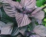 Purple Shiso Seeds Perilla Japanese Basil Red Mint Non Gmo 500 Seeds Fas... - $8.99