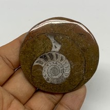 36g, 2.1&quot;x2.2&quot;x0.3&quot;, Goniatite (Button) Ammonite Polished Fossils , B30123 - £5.43 GBP