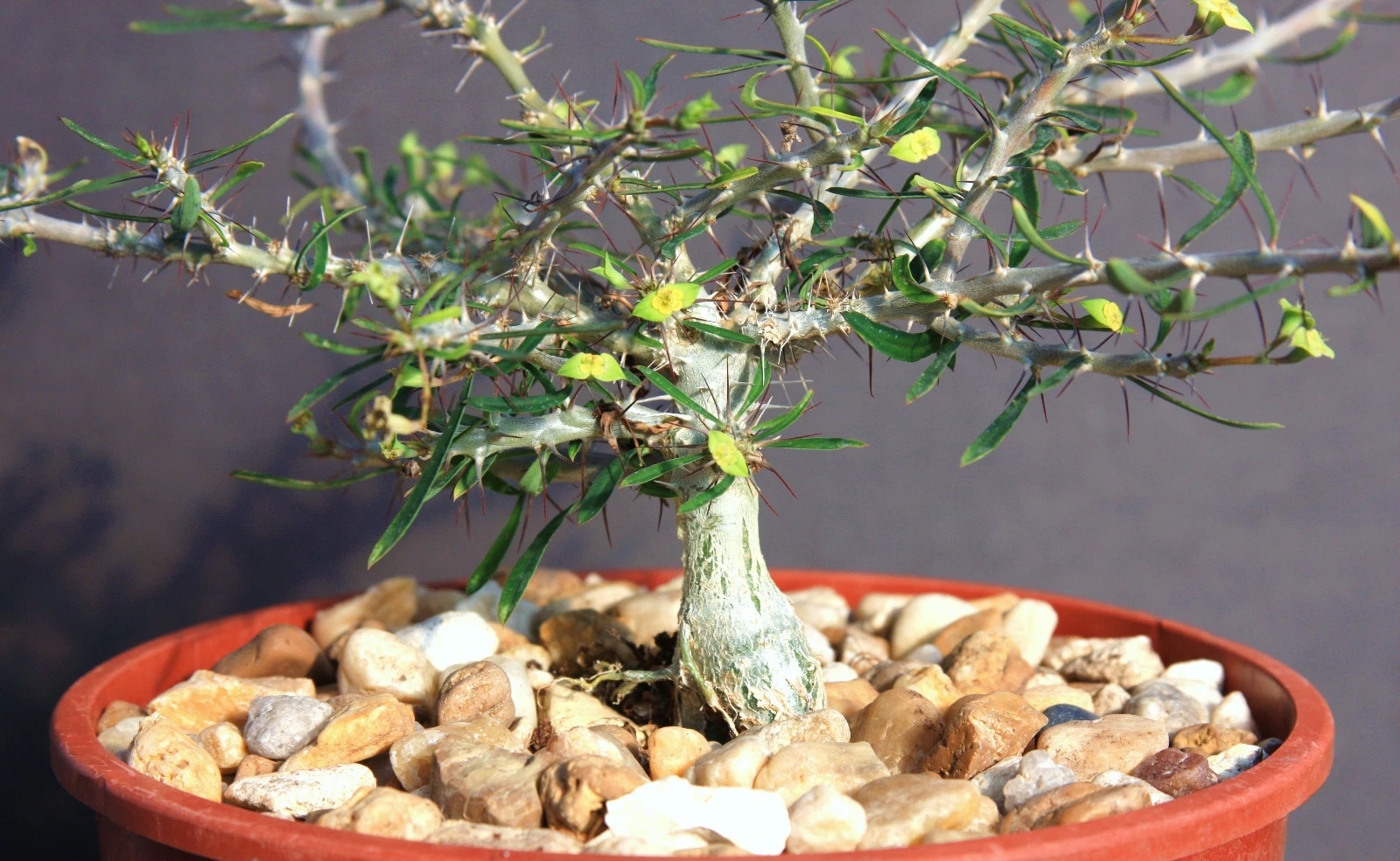 Euphorbia NEOBOSSERI exotic color madagascar rare bonsai flowering seed ... - $13.63