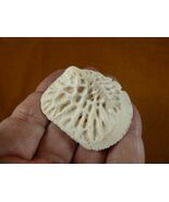 (G500-253) 1-7/8&quot; Gator ALLIGATOR BACK SCUTE bone bones BONY skutes croc... - $219.94 MXN