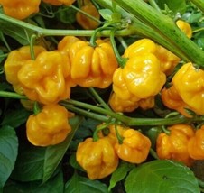 50+ Yellow Scotch Bonnet Hot Pepper Seeds Spicy Caribb EAN Culinary Ớt Cay, 2023 - £3.13 GBP