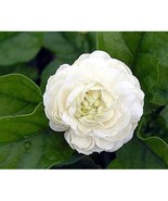 Grand duke of Tuscany  / Tiger jasmine  (Gundu Malli) 8 to 12 inches tall - $24.99