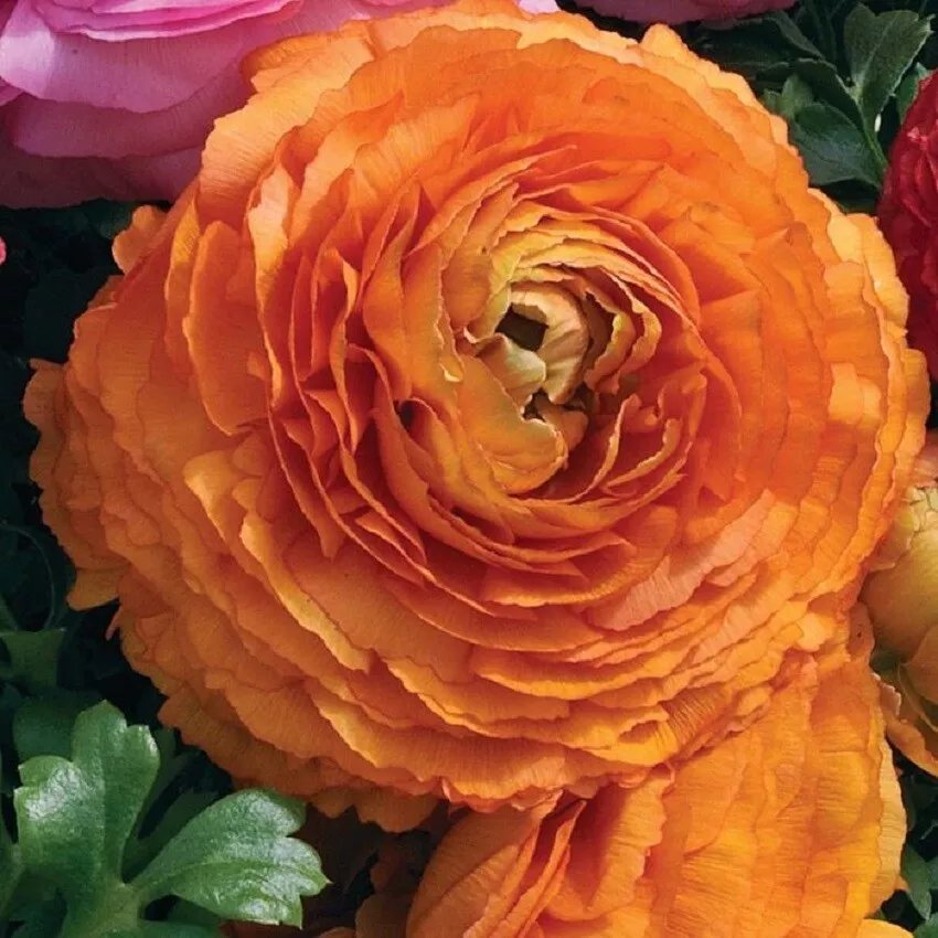 Ranunculus Seeds Ranunculus Sprinkles Orange 25 Pelleted Seeds - $18.68