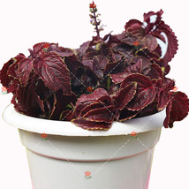 New 100 Pcs Coleus Blumei Seeds Red Velvet Color Fresh Seeds - £6.37 GBP