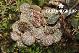 SAXIFRAGA STOLONIFERA MICRO STRAWBERRY BEGONIA BARE-ROOT COMPANION PLANT - $505.48 MXN