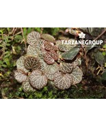 SAXIFRAGA STOLONIFERA MICRO STRAWBERRY BEGONIA BARE-ROOT COMPANION PLANT - $505.68 MXN