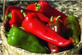 Carmen Hybrid Sweet Pepper Seeds 20 Seed Fresh - £8.47 GBP