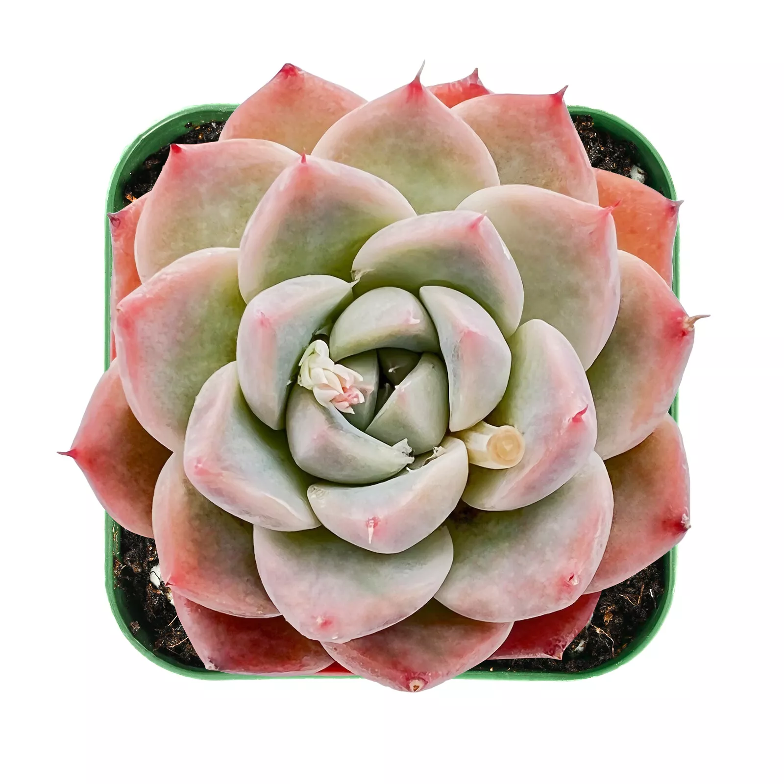 Live Fresh Echeveria ‘alba Beauty’, Rosette Succulent Fully Rooted in 2”... - $26.00