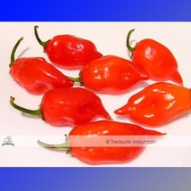 100 Seeds / Variety, Hot Habanero Pepper Red Orange Carnatio Yellow Chocolate Wh - £3.25 GBP