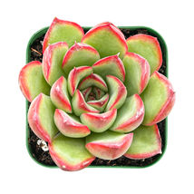 2&#39;&#39; Plant Pot Live Echeveria Pulidonis Succulent Plant Rooted For Wall Decor - £16.02 GBP