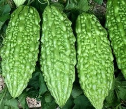 50 Seeds Bitter Melon R API D Heirloom Growth Perfect For Landsc API Ng - £10.01 GBP