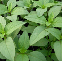 seeds lime basil 600 annual herb garden culinary spices non-gmo - $85.37 MXN