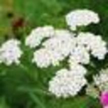  500 Seeds! Yarrow Seeds WHITE Perennial 12-36&quot; CutFlowers Pollinators Non-GMO - £9.55 GBP