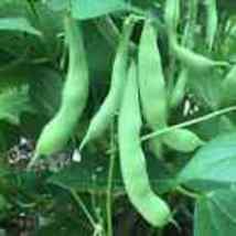 30 Roma II Bush Green Bean Seeds, Flat Stringless, NON-GMO - £8.15 GBP